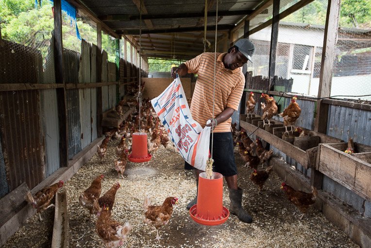 Vincent has been a poultry farmer on Dominica for about 18 years.