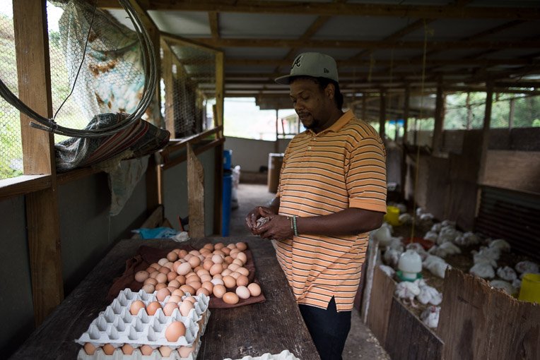 Samaritan's Purse helped replace Vincent Younis' chickens and restocked his feed.