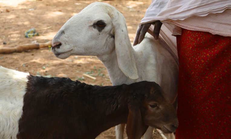 Breeding sheep provide families in Niger an opportunity to support themselves.