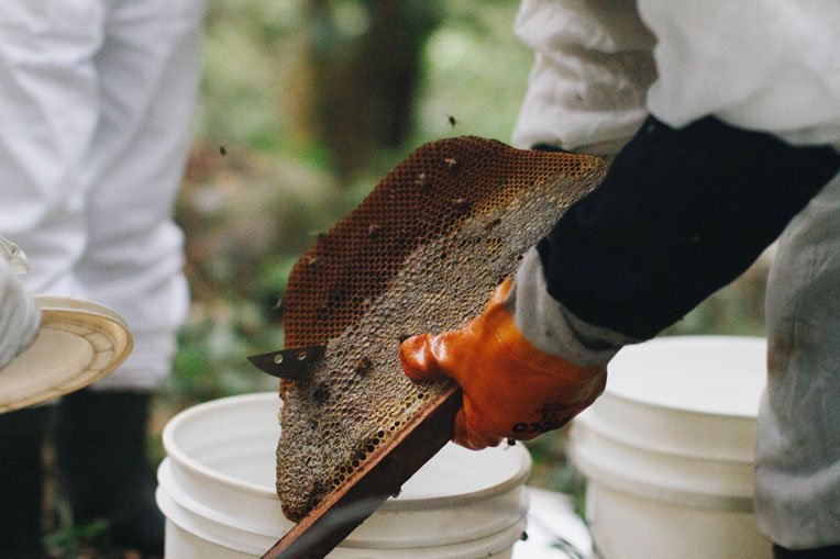 Proceeds from the honey collected from the beehives helps beekeepers  support their families.