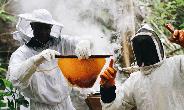 The Samaritan’s Purse RECAL programme helps Liberians create livelihoods through beekeeping.