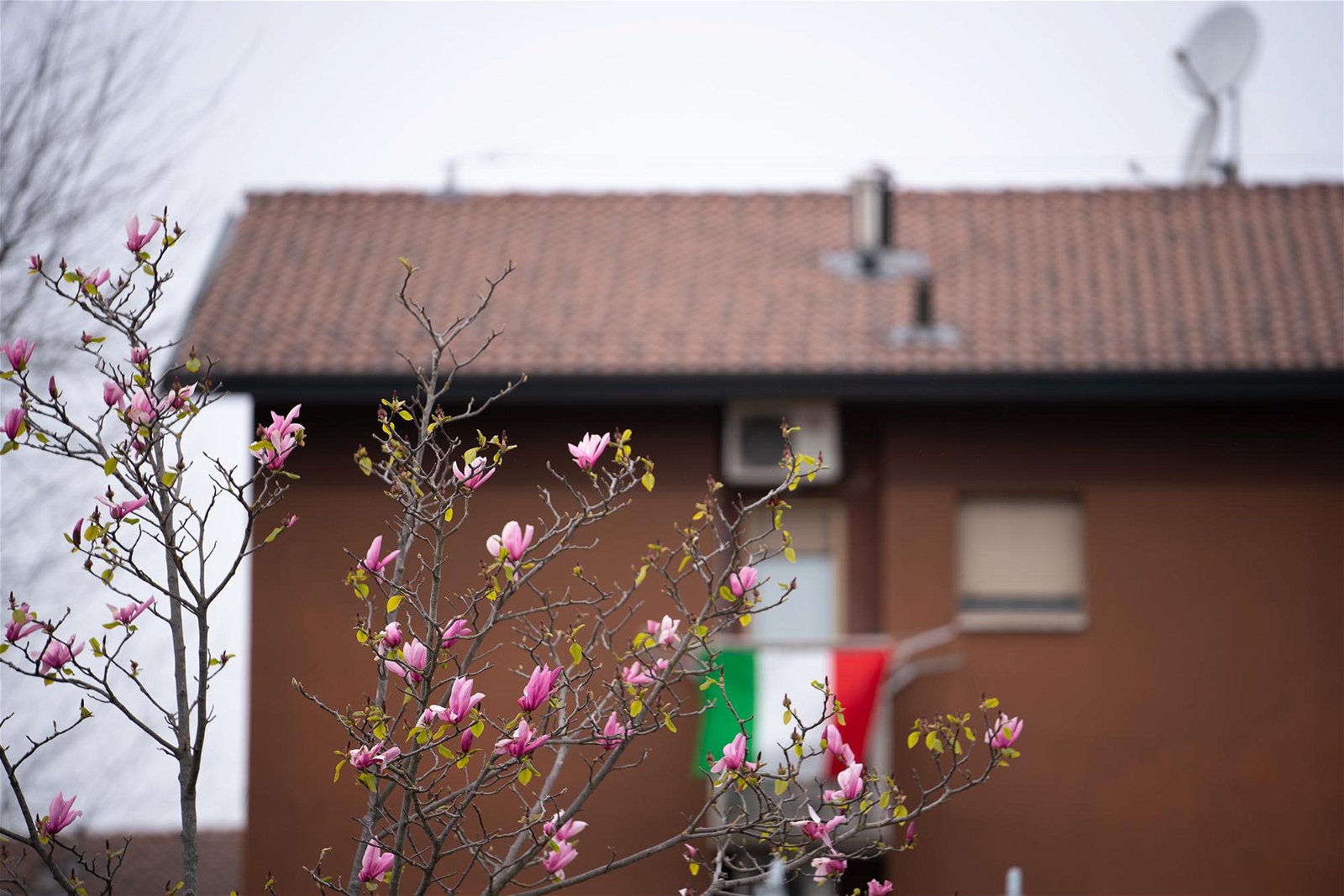 Spring blossoms invoke a sense of hope near the SP field hospital for COVID-19 patients in Cremona, Italy..