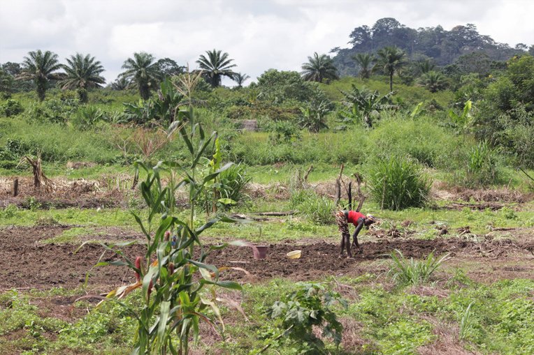 Watta works the field of her thriving farm in Lofa.