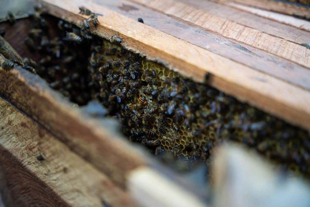 Calm but busy bees are a good sign of a healthy hive.